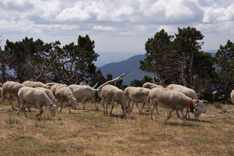 Koeien op de Mont Aigoual