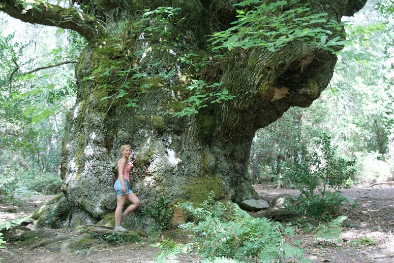 Oudste kastanjeboom ter wereld