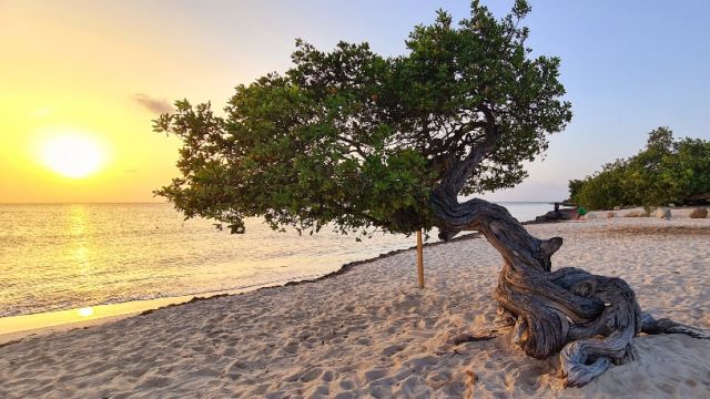 Divi Tree Eagle Beach Aruba
