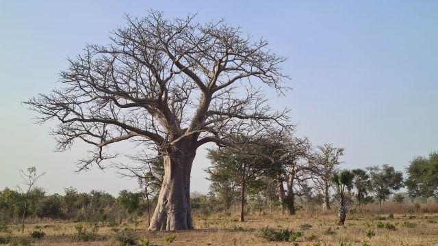 Baobab gambia apenbroodboom Adansonia