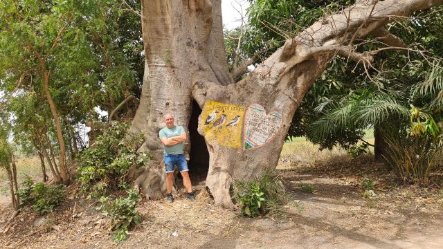 baobab tree gambia