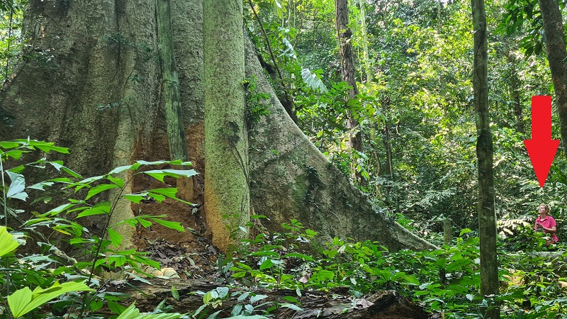 Tetrameles nudiflora Cuc Phuong National Park