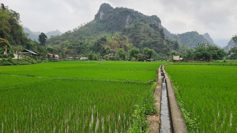 Rijstvelden Nang Noord Vietnam